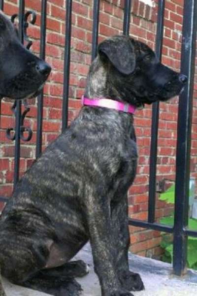 CAPITOL KENNEL LUNA