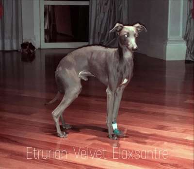 Etrurian Velvet Elaxsantre