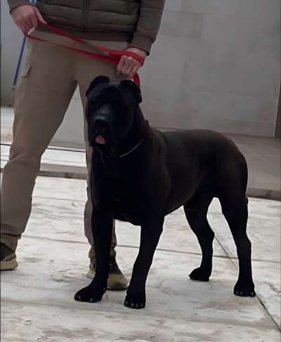 NERO SICILIA KENNEL