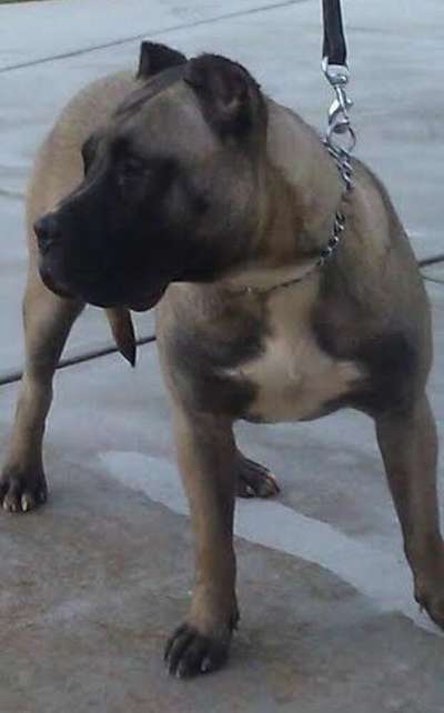 BULLHOUSE NALA