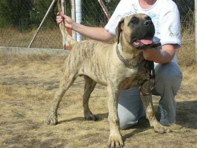 ENZO EL PANNON PERRO DE PRESA