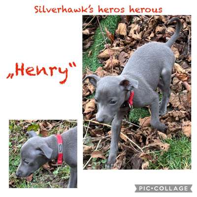 Silverhawk's Heros Herous