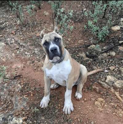LUCY DE SPARTA WILDBOYZ