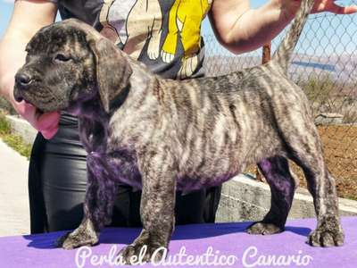 PERLA EL AUTENTICO CANARIO