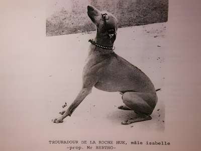 Troubadour De La Roche Hue