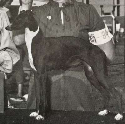Pikop's Flash Dancer