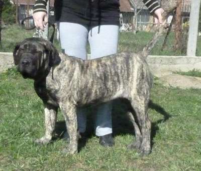 BOSS BULL CANARIO LEILA