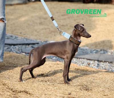 Grovreen Day Day