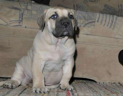 RANOG DE VIKING GUARD KENNEL