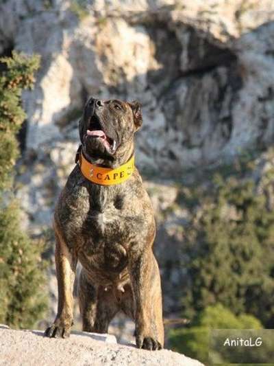 VENDETTA BALUARTE DE LOS PERROS