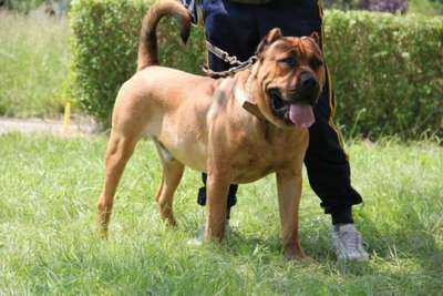 ATOS DOG PUR