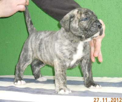 BARON BULLSARA DEL PEMBA