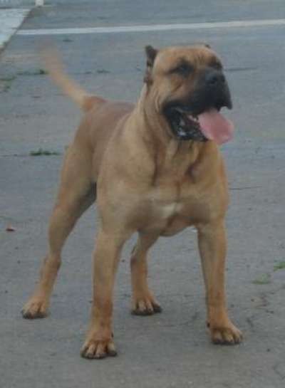 CUJO DE TAMARAN BULL (SAVAGE)