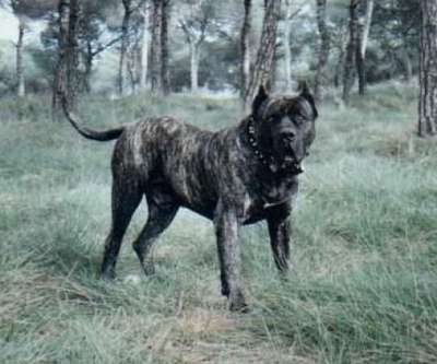 BRADO DE ORDEPAIFOS