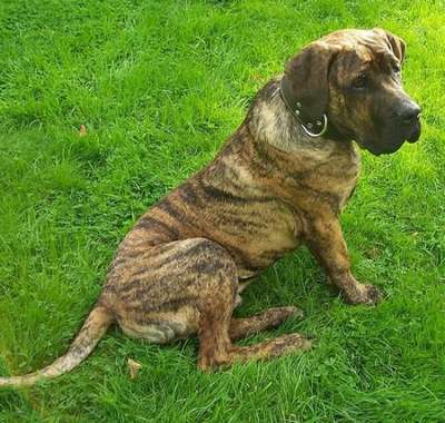 BENGALE DE LA CIENDA DEL PERRO