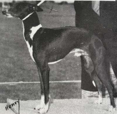 Rayita's Ebony Knight