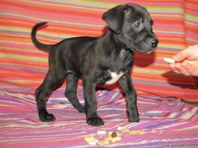 ATHENA M.R.CANARIO ISRAEL