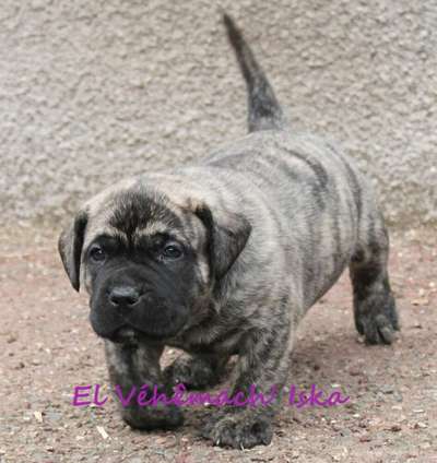 EL VEHEMACH' ISKA