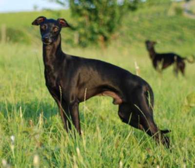Diamant Noir Du Domaine De Chanteloup