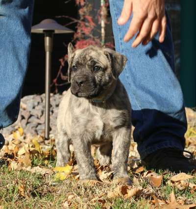 V'BLUE BAILEY DE CABEZA GRANDE