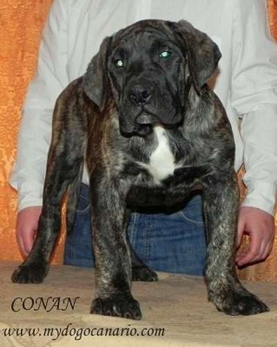 CONAN PERRO PRESA GRAND