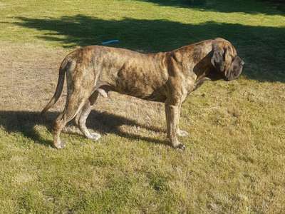 DUCATTI DE GRAN CAMPEADOR CAN