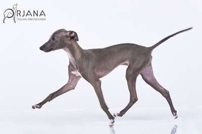 Dusa Orjana Galaxy