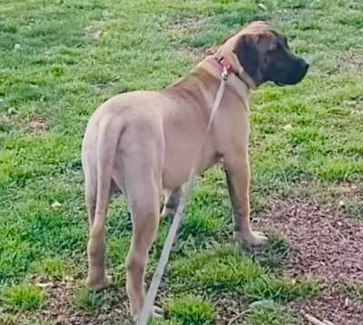 HENNESSY DE SOVA KENNELS