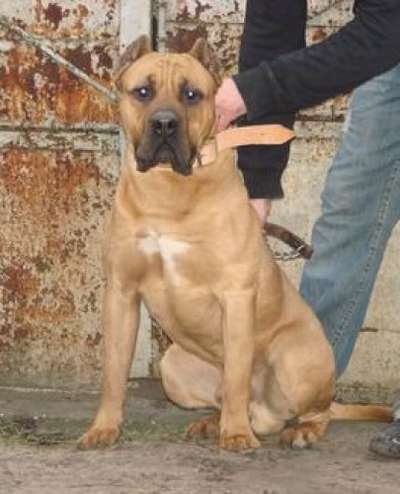 PERROS CANARIOS OROS BUCK