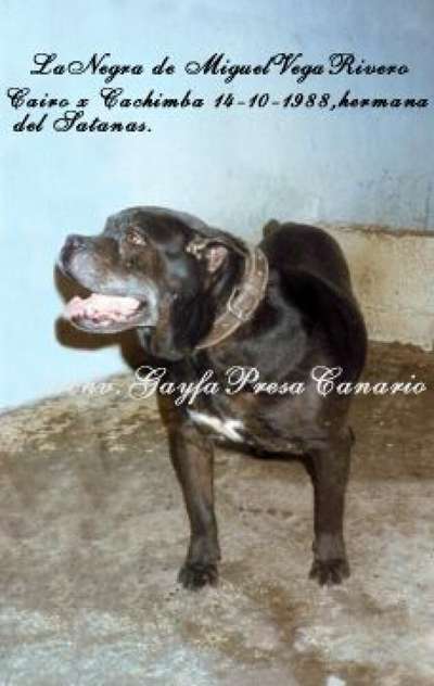 NEGRA DE MIGUEL VEGA