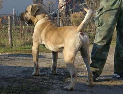 BANDIT CAN Y CERO