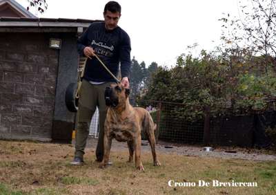 CROMO DE BREVIERCAN