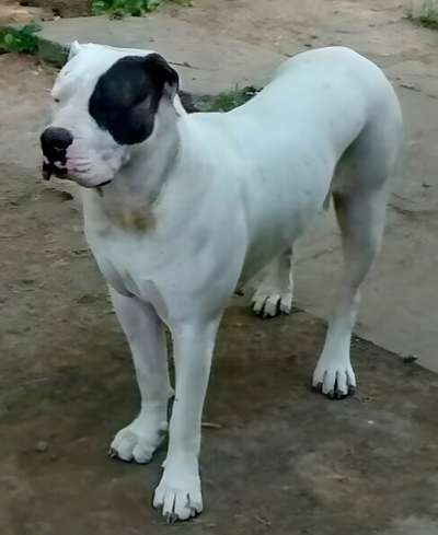 WHITE PATCH DE HHA