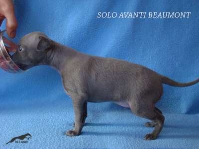Solo Avanti Beaumont