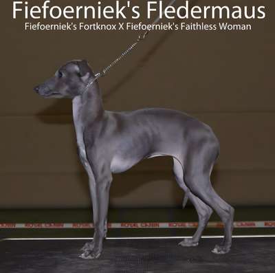 Fiefoerniek's Fledermaus