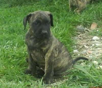 ESPERO EL PANNON PERRO DE PRESA
