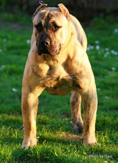 AGARFA DE SPALATO BULL