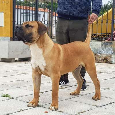 MANGO DE LAS JOYAS DEL ATLANTICO