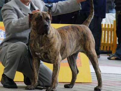 GUARANA DE FENCING DOGS