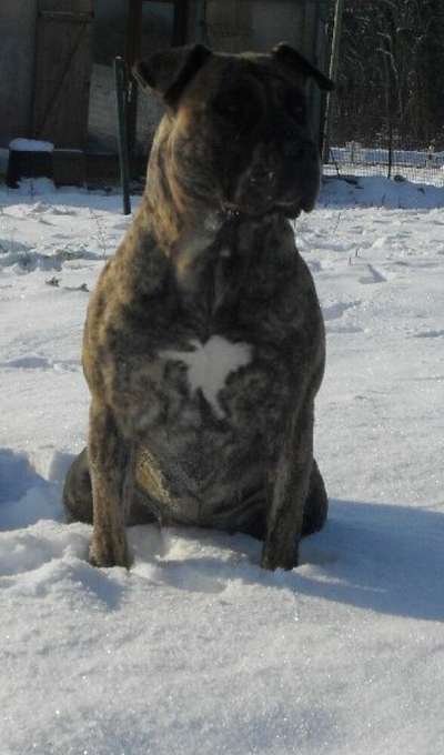 ABY OF DOGO PARADISE