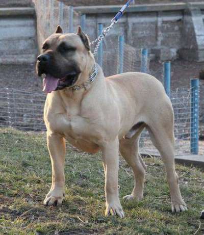 AXE DOG PUR
