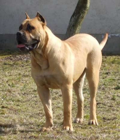 PERROS CANARIOS OROS CLEO