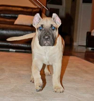 MIDWEST PRESA CANARIO'S ANNA BELLA