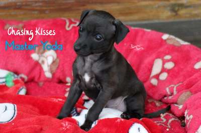 Chasing Kisses Master Yoda