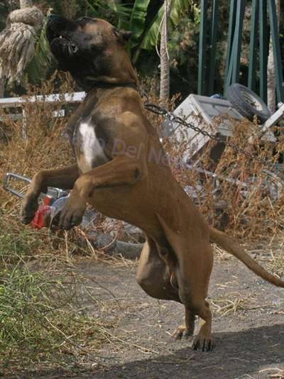 RUBIO DEL CANARIO