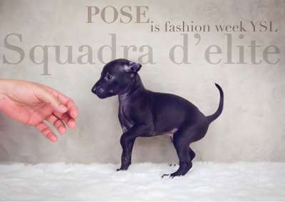 Pose is Fashion Week Ysl De La Squadra D’Elite