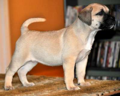 FEMALE-2 DE MACHO GRANDE
