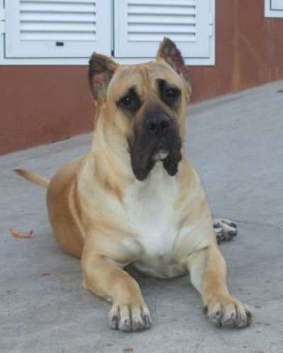 SANDY DE CIELO DE CANARIAS