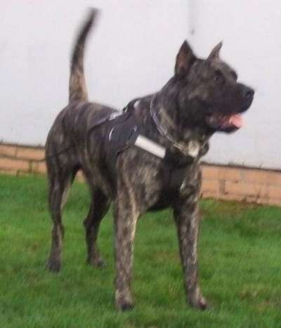CHULO DE LA DONACIO