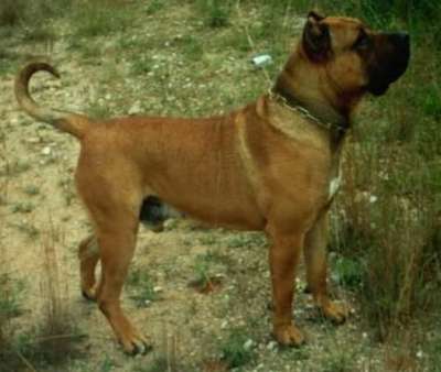 ARROGANTE DEL CHORO
